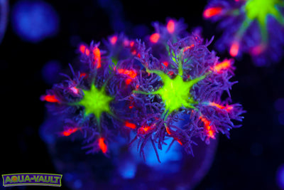 Big R Firework Cloves