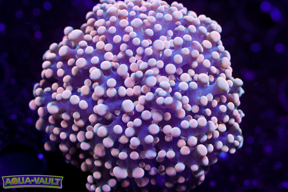 Pink Branching Frogspawn