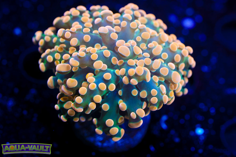 Gold Tip Branching Octospawn