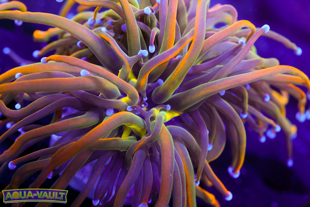 CV Dragon Tammer Torch (splitting 3 heads)