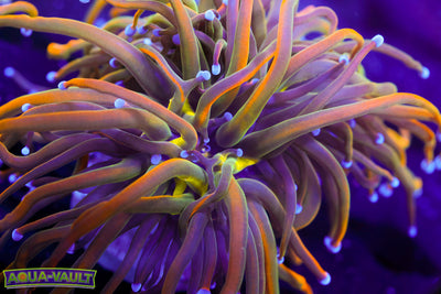 CV Dragon Tammer Torch (splitting 3 heads)