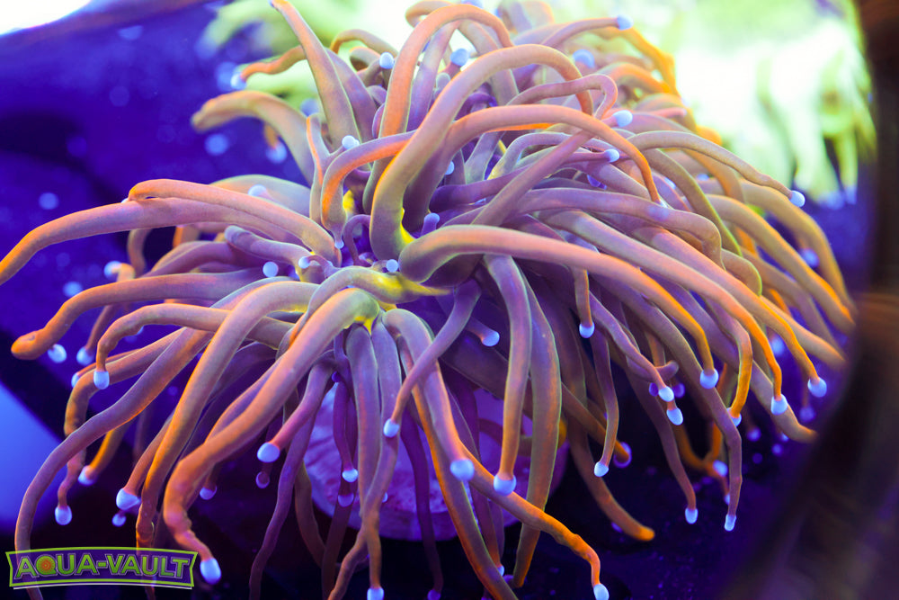 CV Dragon Tammer Torch (splitting 3 heads)