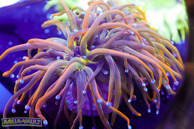 CV Dragon Tammer Torch (splitting 3 heads)