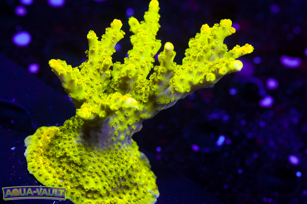 JF Shock Tart Acro Colony