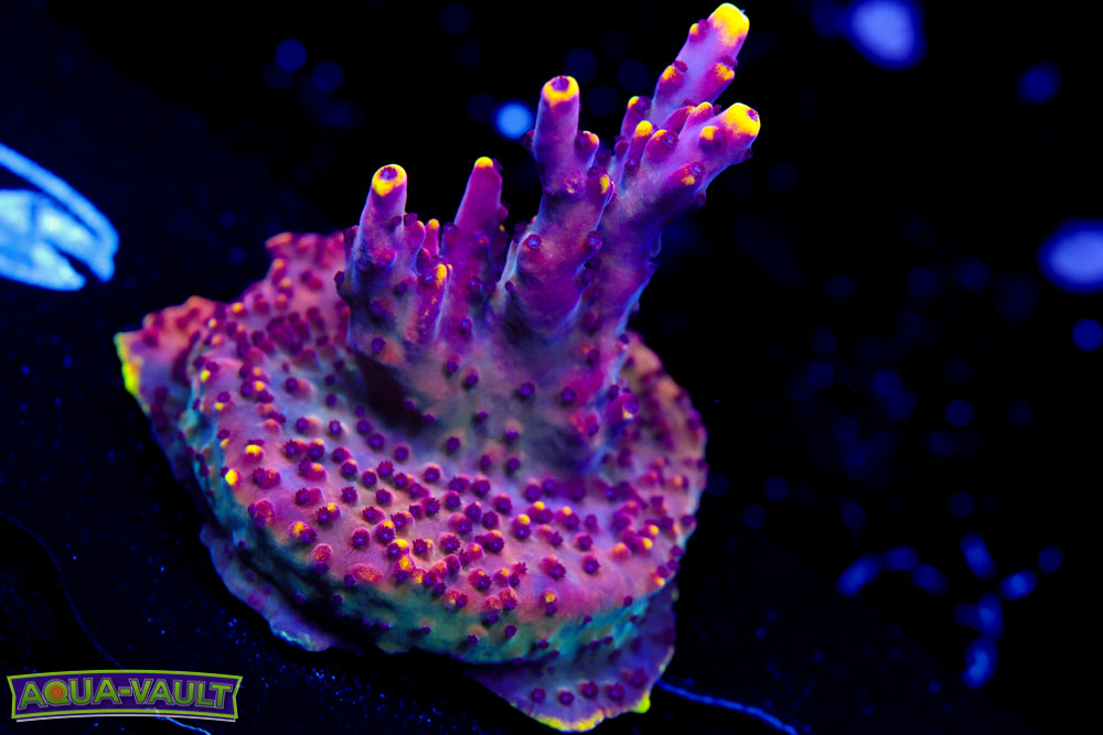 JF Fox Flame Acro Colony XXL Plug