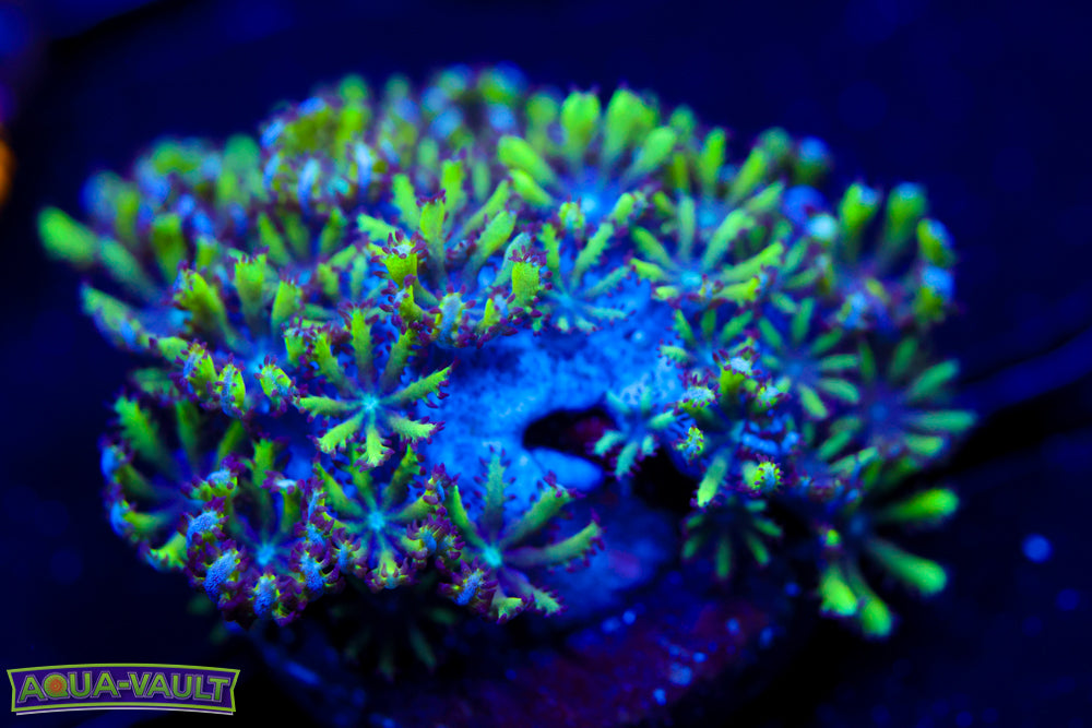 Blue Green Sympodium