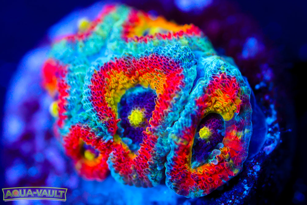 F2M Holy Grail Micromussa Acan