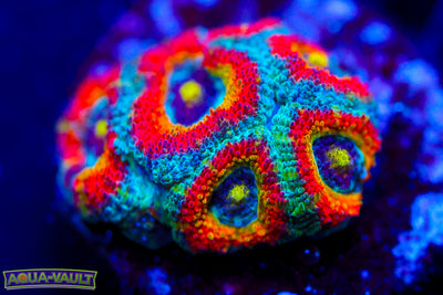 F2M Holy Grail Micromussa Acan