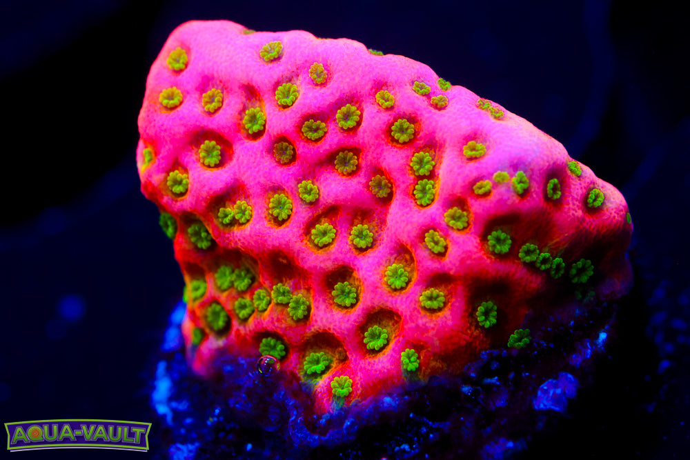 Tropic Thunder Monti