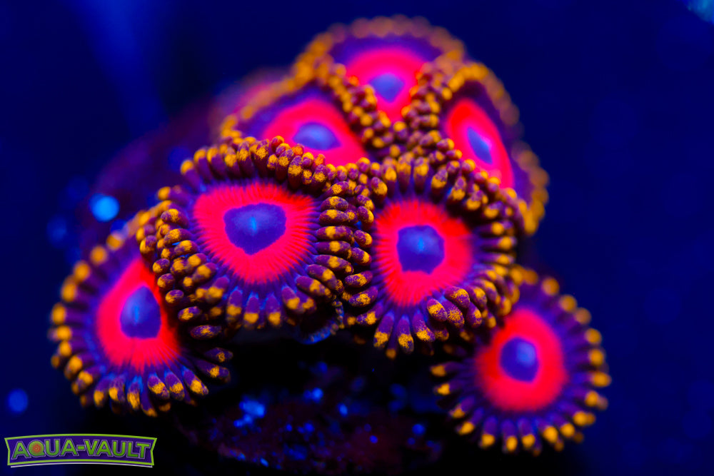 Eagle Eyes Zoa