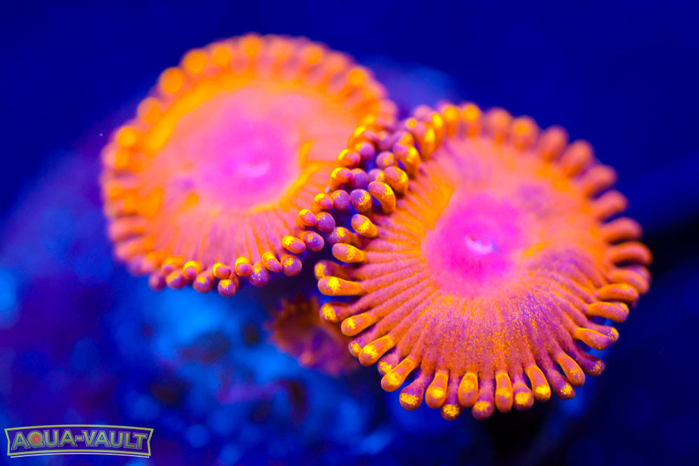 WWC Golden Gods Zoa