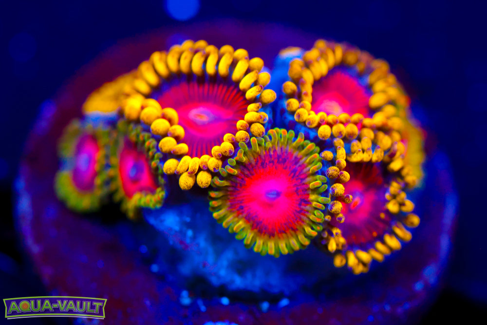 Awesome Blossom + Super Saiyan Zoa