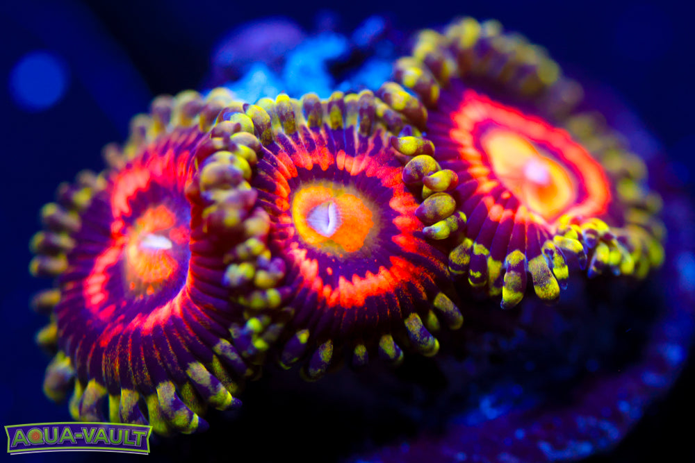 JF Rainbow Incinerator Zoa