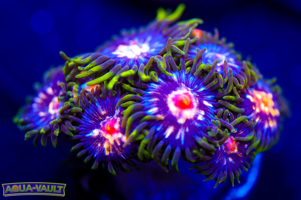 JF Stargazer Zoa