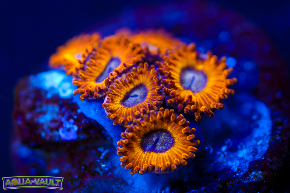 Pikachu Zoa