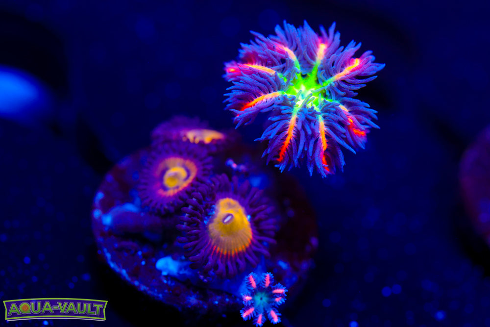 Kung Pow Zoa + Firework Clove