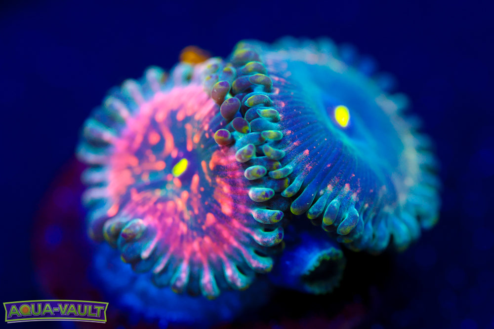 PE Hawaiian Zoa