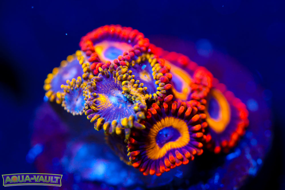Blues Clues + Fruit Loops Zoa