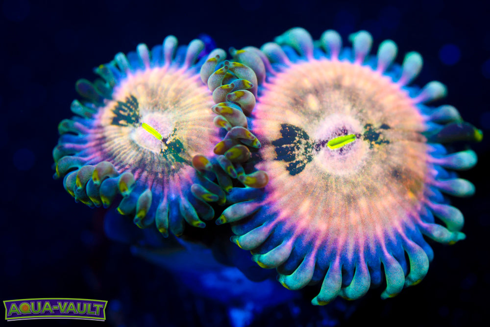 Cosmic Rainbow Hawaiian Zoa