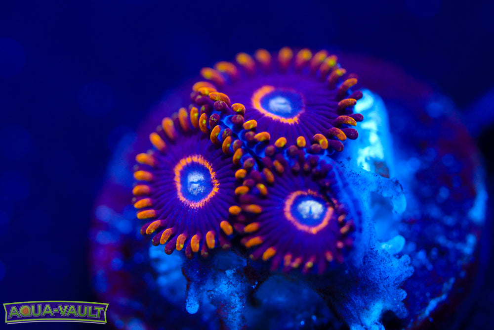 Blue Hornet Zoa