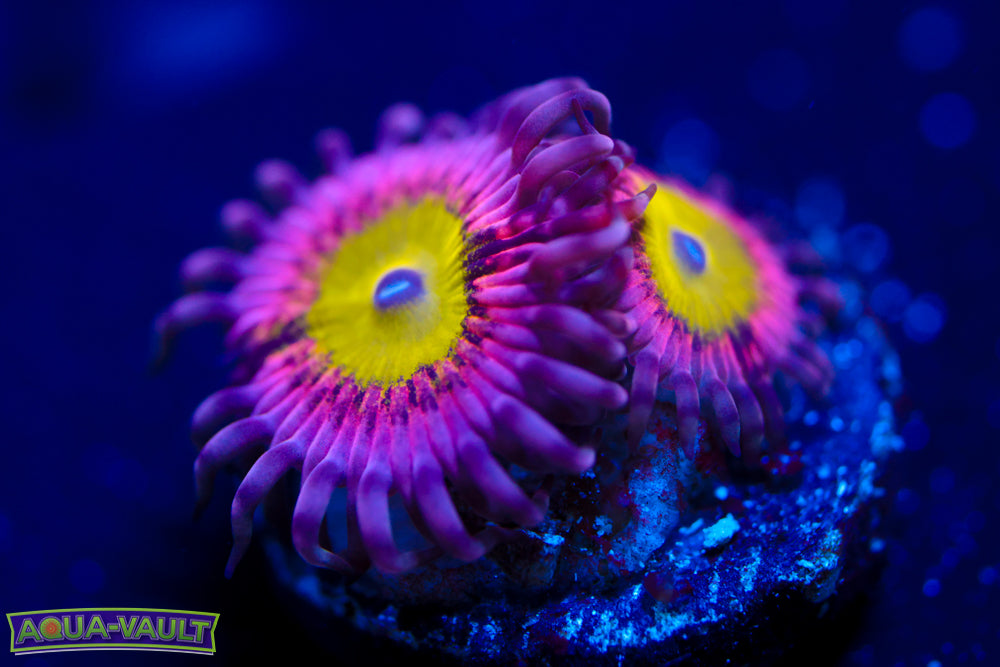 Pink Hippo Zoa