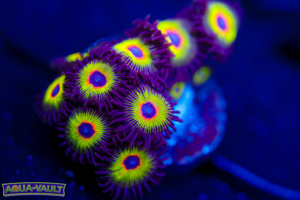 Bob Marley Zoa