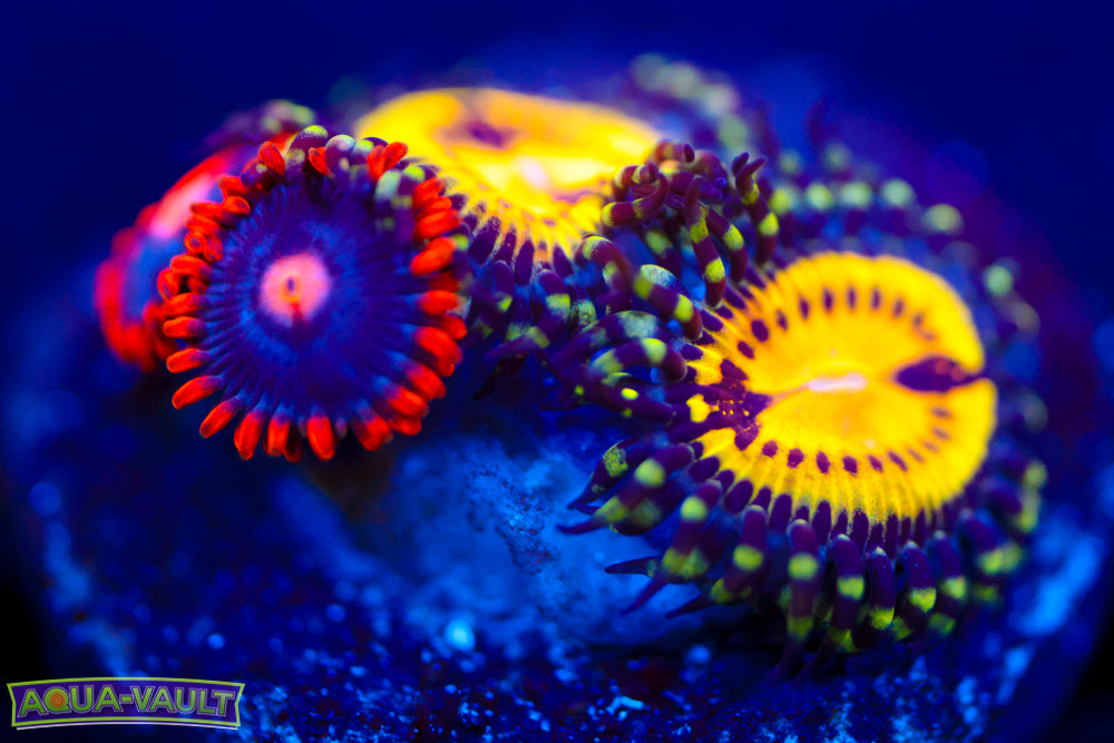 Snitches + Butt Muncher Zoa