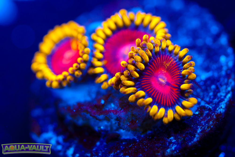 CC Super Saiyan Zoa
