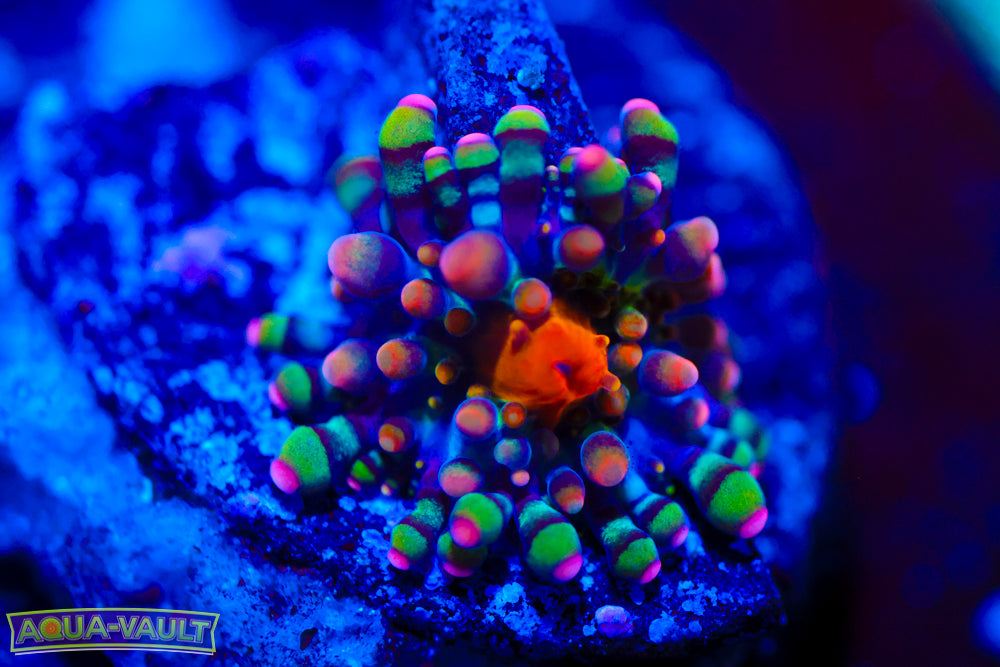 Baby CV Animal Bean Bag Bounce $$$