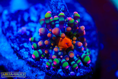 Baby CV Animal Bean Bag Bounce $$$