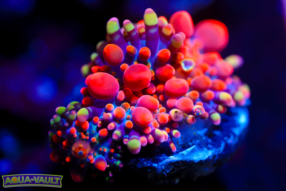 XL CV Animal Bean Bag Bounce + Baby $$$$$