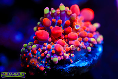 XL CV Animal Bean Bag Bounce + Baby $$$$$