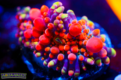 XL CV Animal Bean Bag Bounce + Baby $$$$$