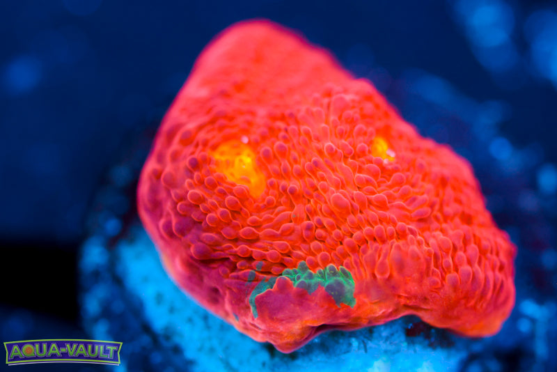 Rainbow Jelly Bean Chalice