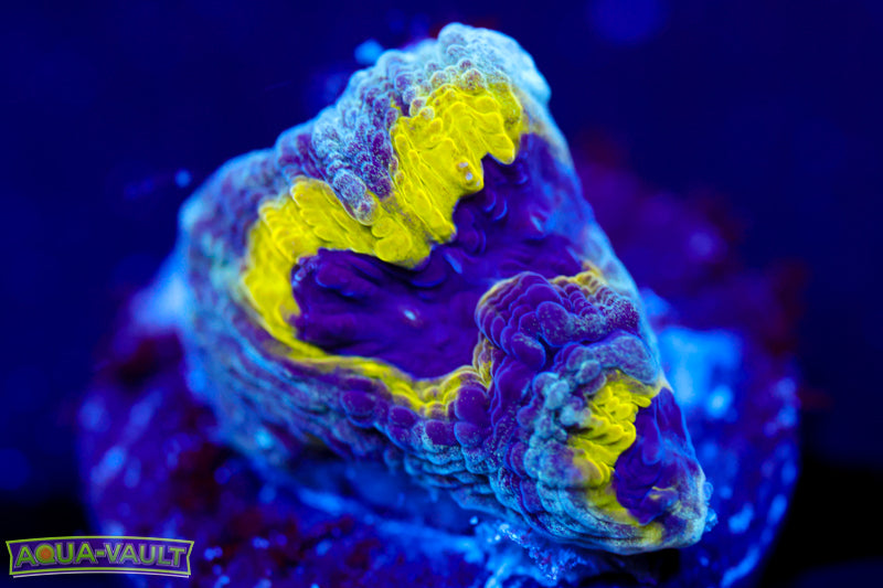 Lemony Slime Time Platygyra