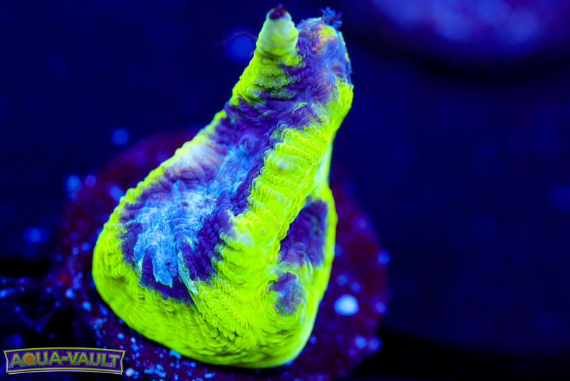 Court Jester Platygyra