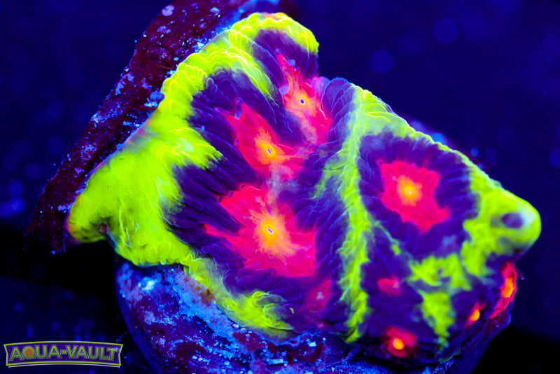 JF Alien Anti Venom Favia