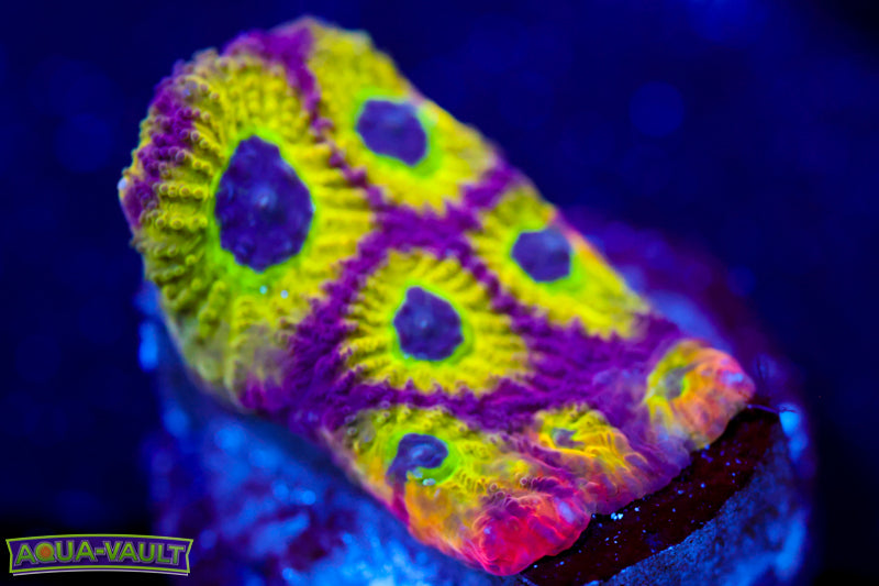 JF Spicy Lemon Favia