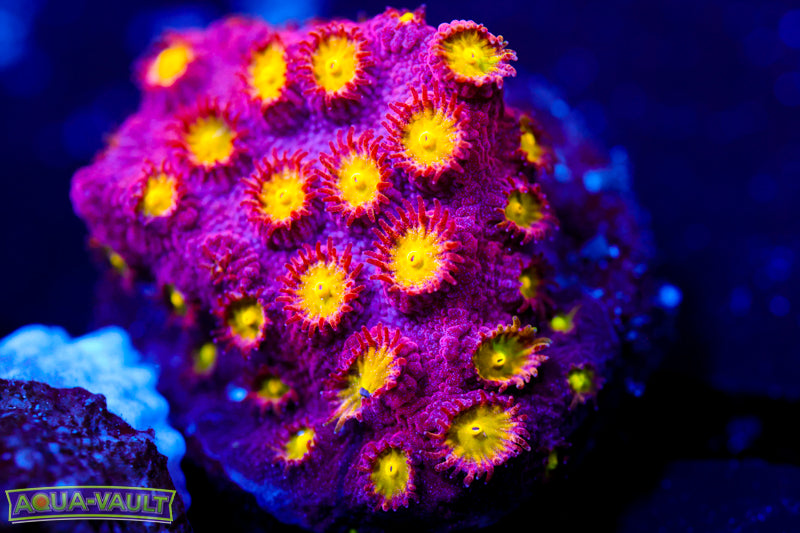 Bling Bling Cyphastrea