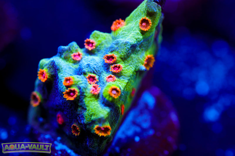 ECC Candyland Cyphastrea