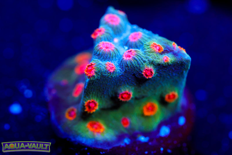 Meteor Shower Cyphastrea