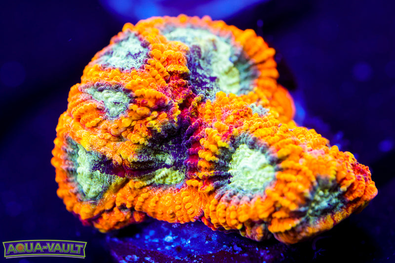 Yellow Submarine Favia