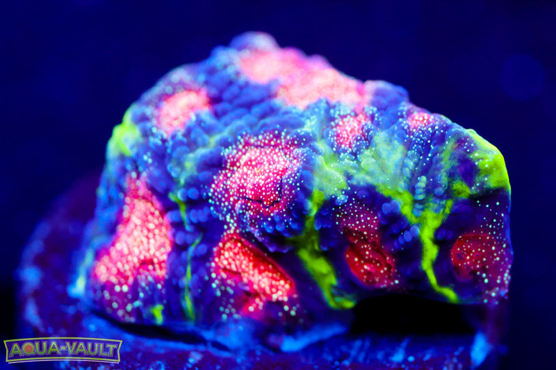 Rainbow Venom Coral