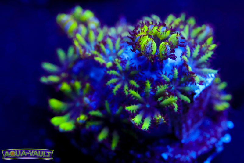 Blue & Green Sympodium