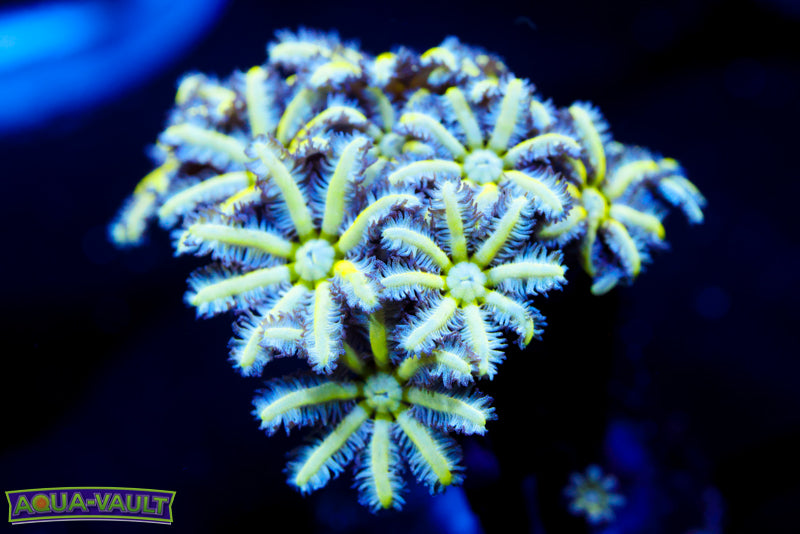 Reuinion Flower Pipe Organ