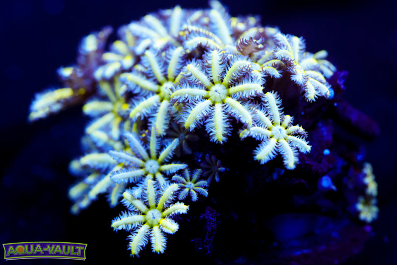 Reuinion Flower Pipe Organ 2