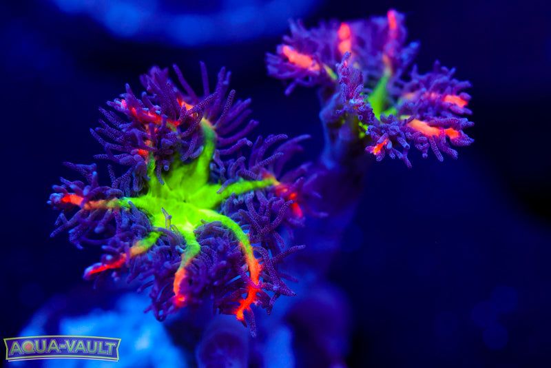 Big R Firework Cloves