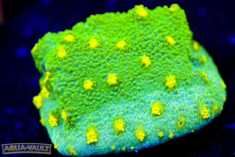 Glow Worm Astreopora