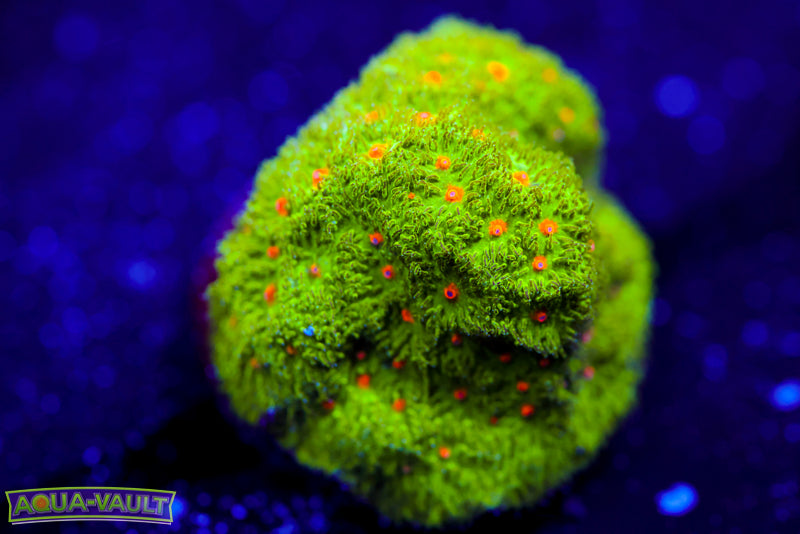 Harvest Moon Psammocora