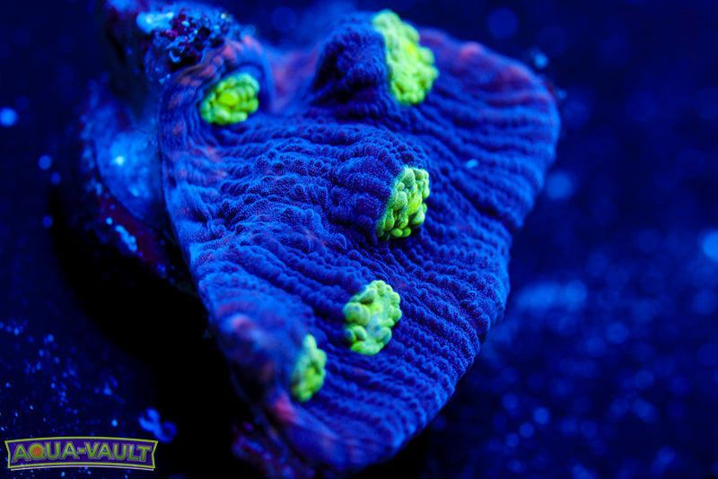 Agent Mulder Chalice